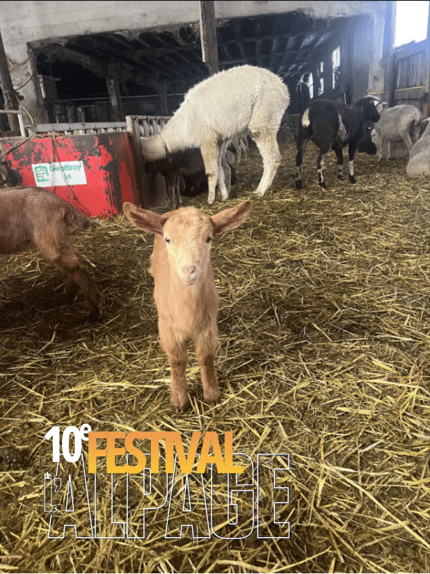 Festival de l'Alpage : Visite du GAEC du Caire_Saint-Michel-de-Chaillol Ancelle Mairie Champsaur Valgaudemar Hautes Alpes Ancelle Station Festival de l'Alpage : Visite du GAEC du Caire_Saint-Michel-de-Chaillol Ancelle Mairie Champsaur Valgaudemar Hautes Alpes Ancelle Station